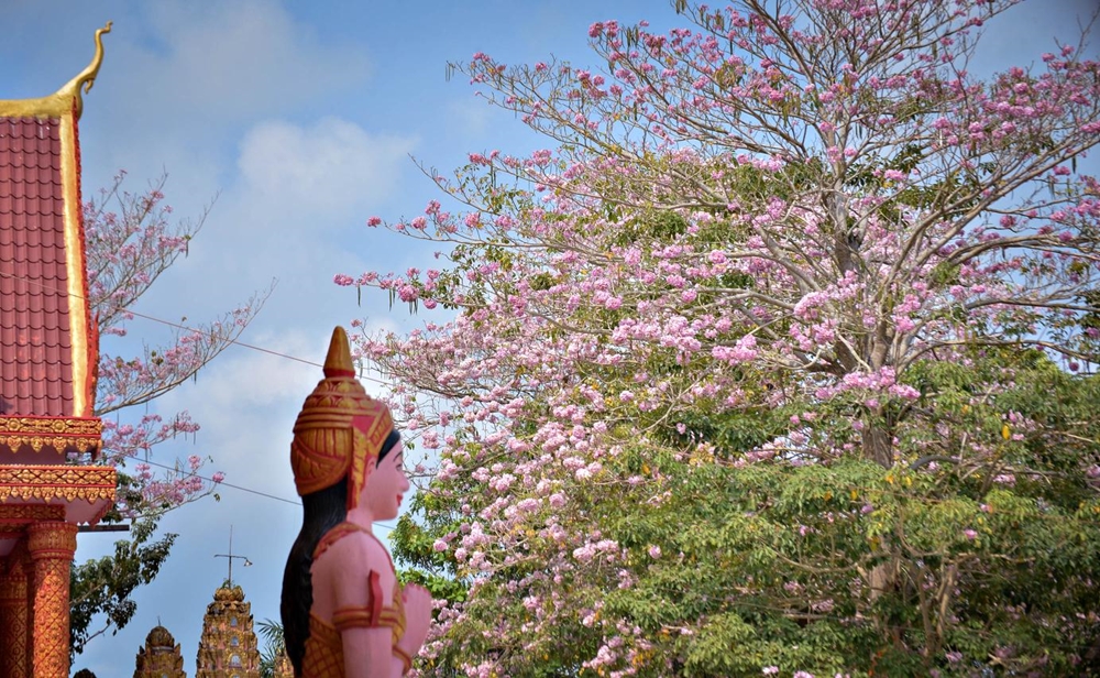Theo các vị A cha (người có uy tín trong đồng bào dân tộc Khmer) ở xã Thới An Hội, giống hoa kèn hồng ban đầu được các Phật tử mang từ nước ngoài về cung tiến cho chùa.